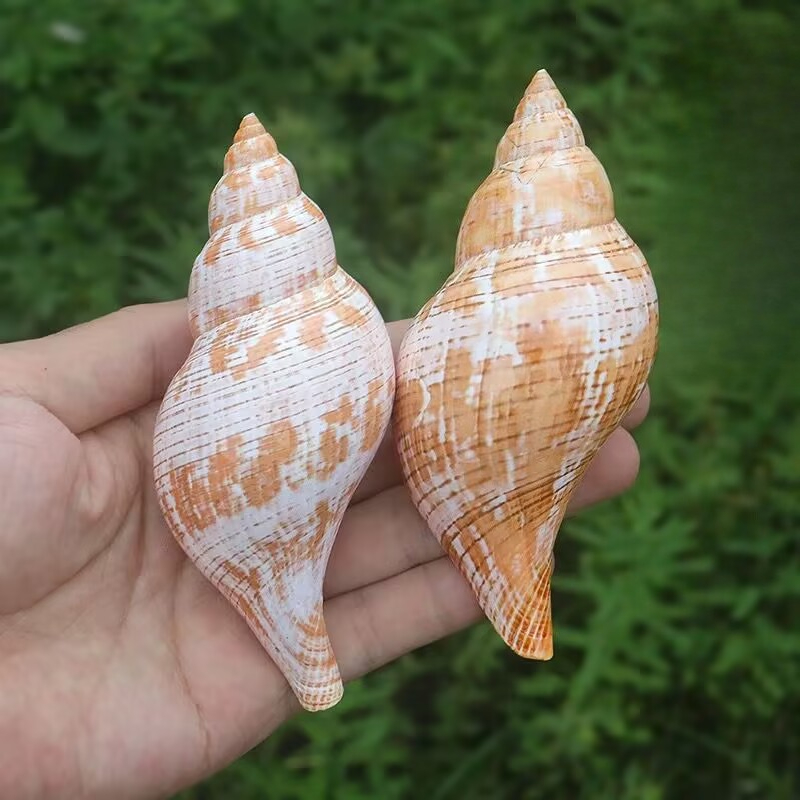 Natural Conch Tulip Snail Herm - đánh giá và giá Aquarium Fish Popular