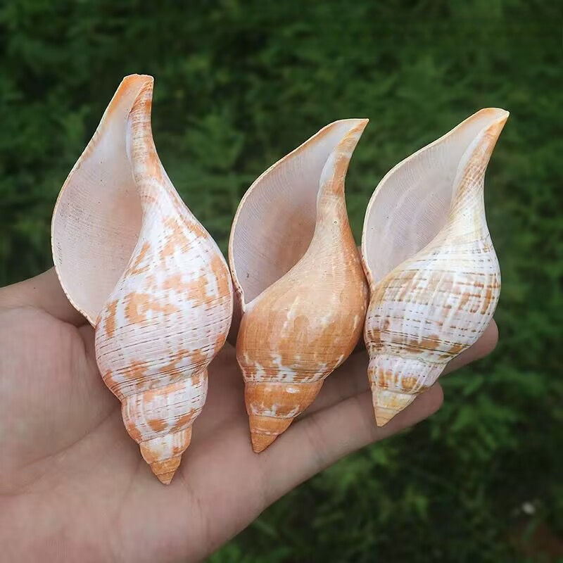 Natural Conch Tulip Snail Herm - đánh giá và giá Aquarium Fish Popular
