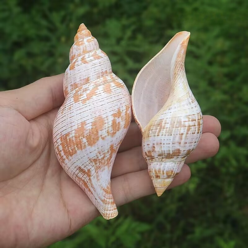 Natural Conch Tulip Snail Herm - đánh giá và giá Aquarium Fish Popular