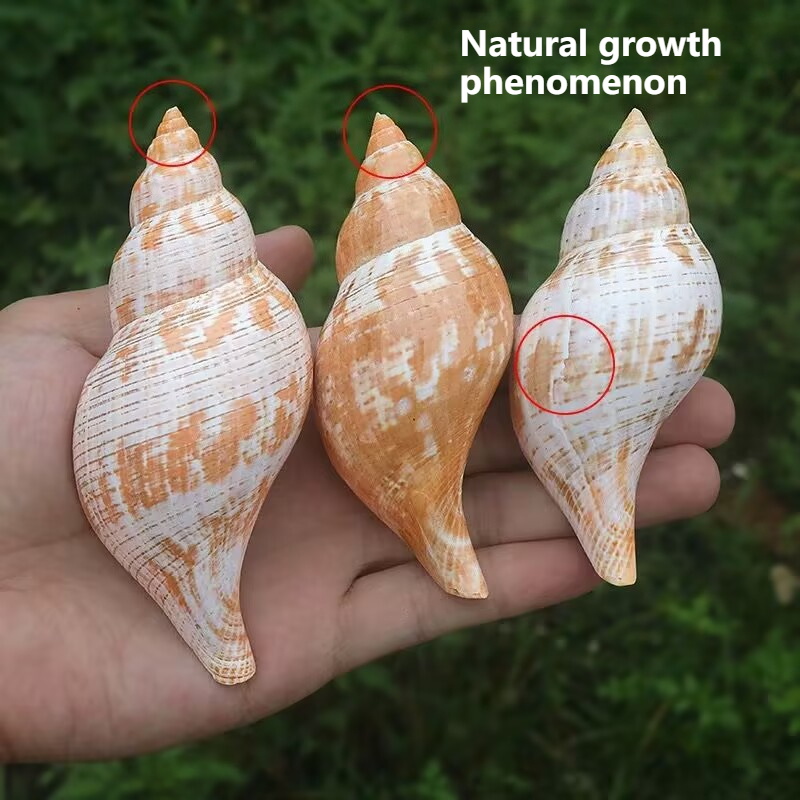 Natural Conch Tulip Snail Herm - đánh giá và giá Aquarium Fish Popular